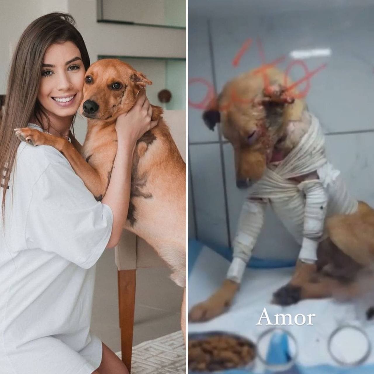Maria Lina mostra antes e depois de cachorrinho e conta história emocionante (Foto: Reprodução / Instagram)