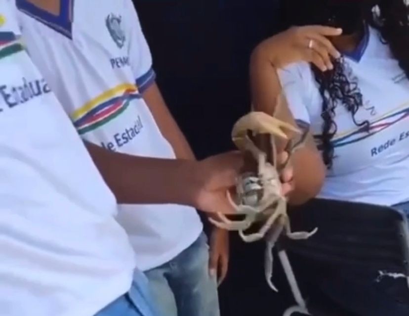 Alunos encontram peixes e crustáceo em pátio de escola estadual que ficou  alagado após chuvas em Goiana; veja vídeo