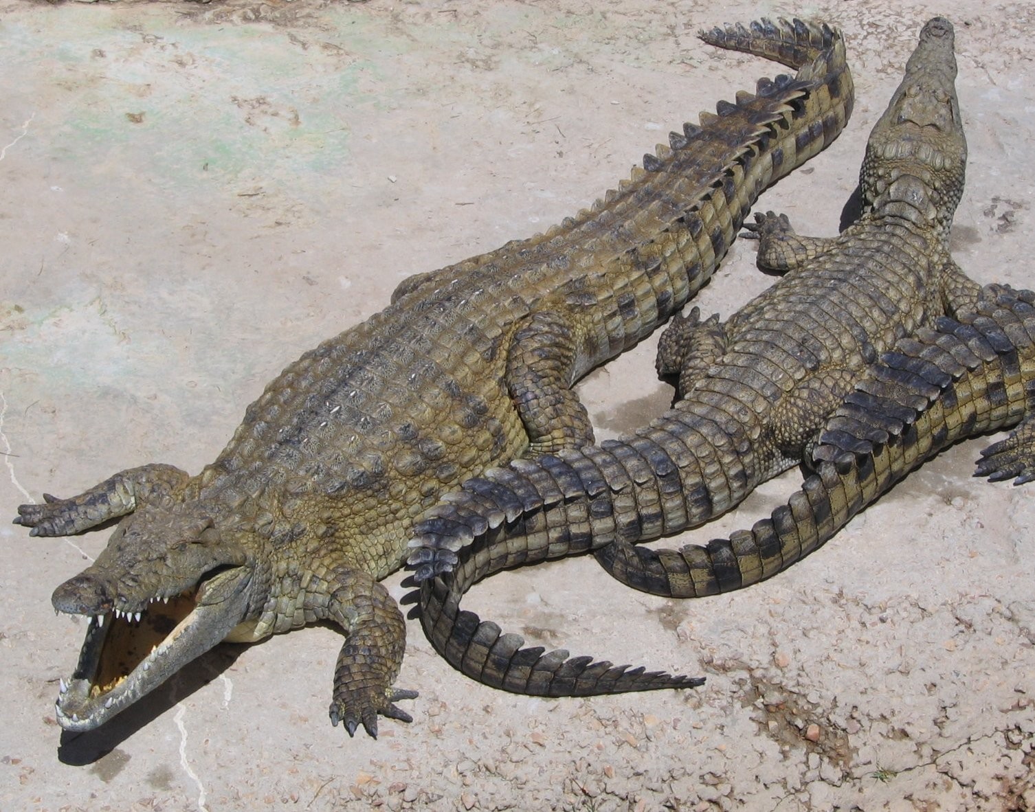 Crocodilo-do-nilo – Crocodylus niloticus (Foto: Dewet/ Wikimedia Commons/ CreativeCommons)