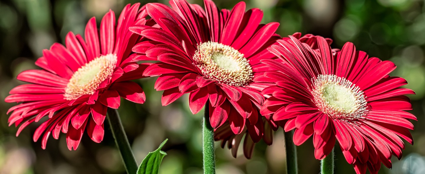 Gérbera: como cultivar a flor mais pop do momento - Casa Vogue | Paisagismo