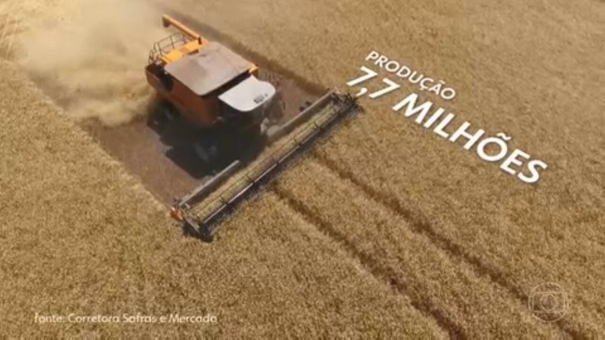 Guerra na Ucrânia leva produtores brasileiros a aumentar áreas de cultivo do trigo