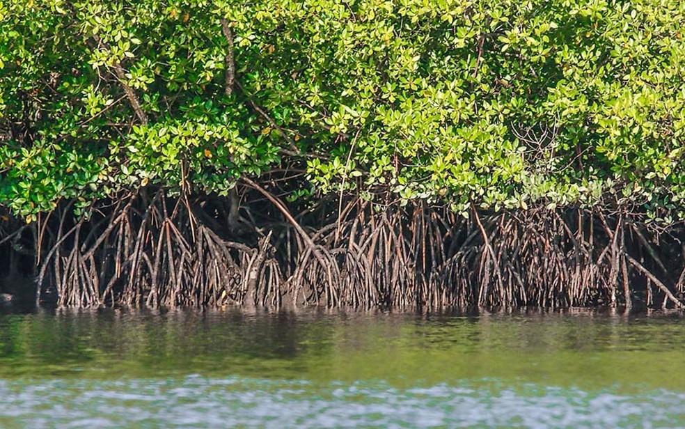 Área do ecossistema florestal de manguezal do estuário do Rio Potengi é uma das mais importantes zonas de proteção ambiental de Natal  — Foto: Canindé Soares
