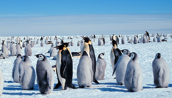 Adultos de pinguim-imperador com os seus filhotes (Foto: Wikimedia Commons)