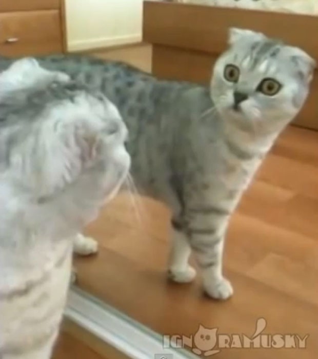 Vídeo que mostra gato assustado ao ver o próprio reflexo em espelho (Foto: Reprodução/YouTube/ignoramusky)