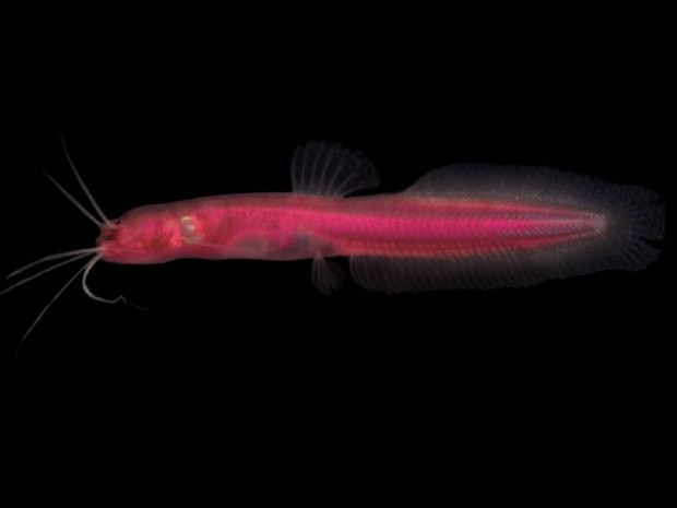 Peixe raro encontrado somente em lençóis freáticos. A espécie não tem olhos (Foto: Unir/Divulgação)