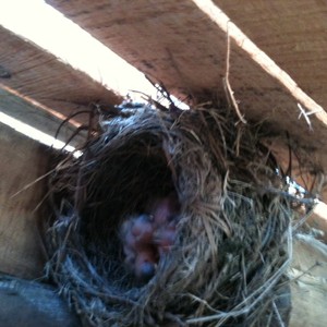 Pássaros fazem ninho em piquete no Acampamento Farroupilha (Divulgação)