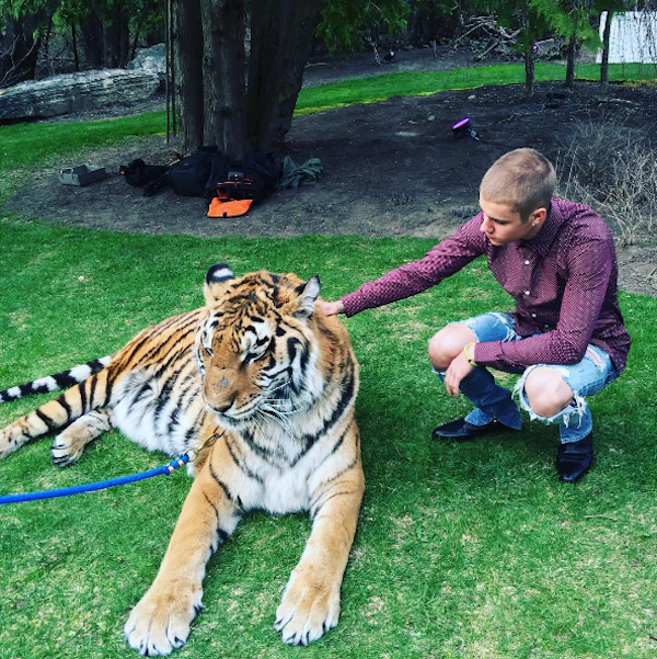 Justin Bieber acaria um tigre em foto publicada nas redes sociais (Foto: Instagram)