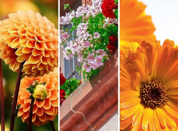 Conheça cinco espécies de flores para plantar em junho (Foto: Pixabay; Editora Globo | Montagem: Casa e Jardim)