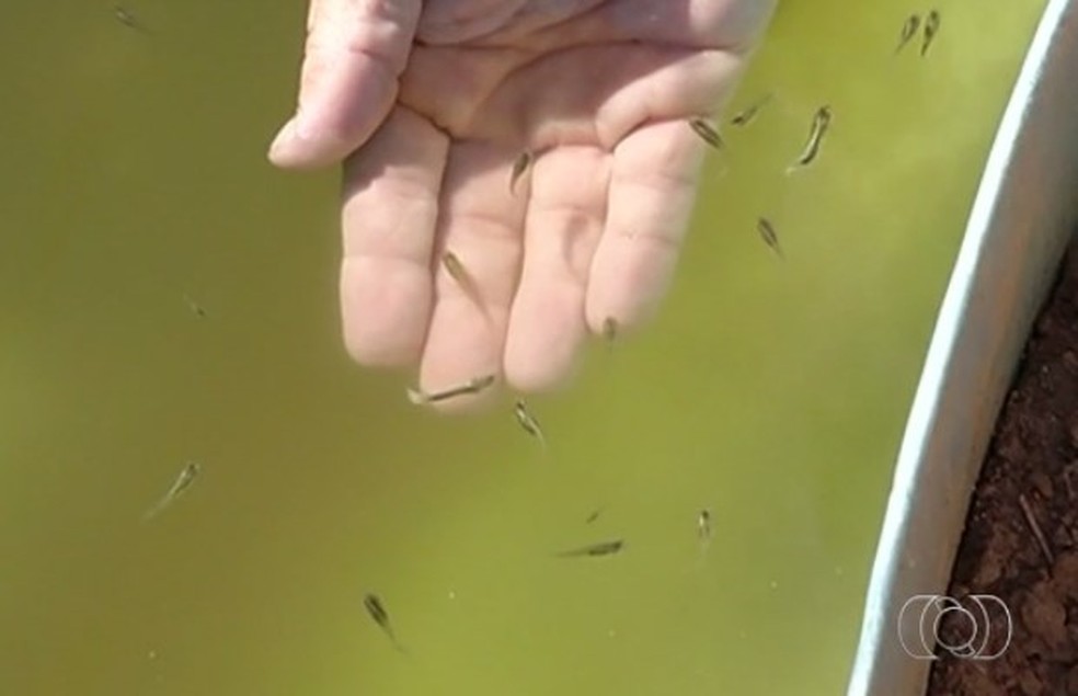 Peixe Lebiste E Usado Para Controle Natural Das Larvas Do Aedes Aegypti Em Uberaba Triangulo Mineiro G1