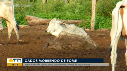 Ação é movida contra dono de gado que passa fome em área rural de Palmas