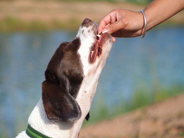 A springer spaniel beagle cross bread dog receiving a treat (Foto: Getty Images/iStockphoto)