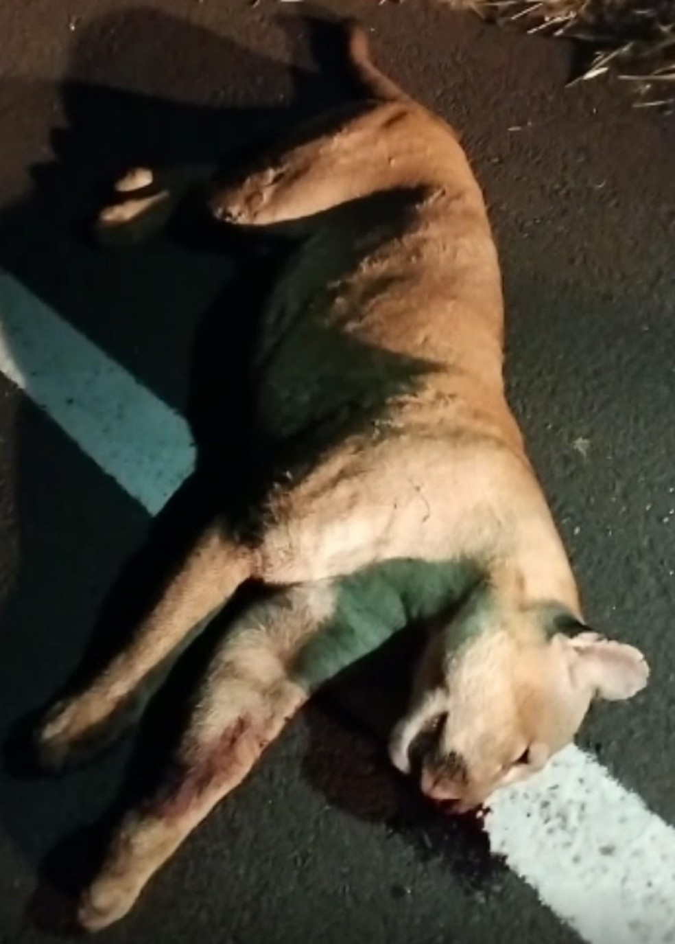 Onça-parda morreu atropelada na Rodovia Assis Chateaubriand (SP-425), em Pirapozinho (SP) — Foto: Vítor Capataz