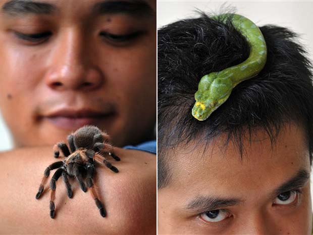 O filipino Wawan mantém cobras e aranhas como animais de estimação em Tanggerang, na Indonésia. Entre os bichos exóticos, ele conta com uma píton-arborícola-verde e uma tarântula. (Foto: Bay Ismoyo/AFP)