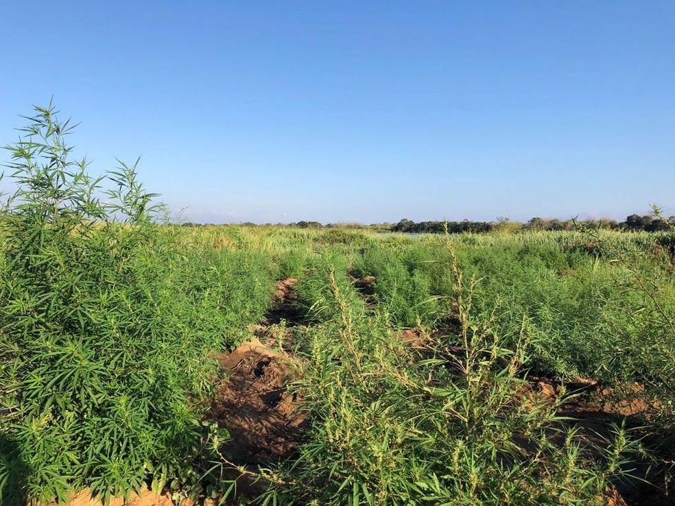 Nove toneladas de maconha foram apreendidos na Bahia (Foto: Divulgação/SSP)