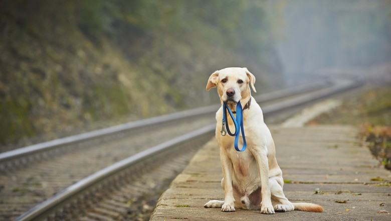 cachorro-cao-trem-estação (Foto: Thinkstock)
