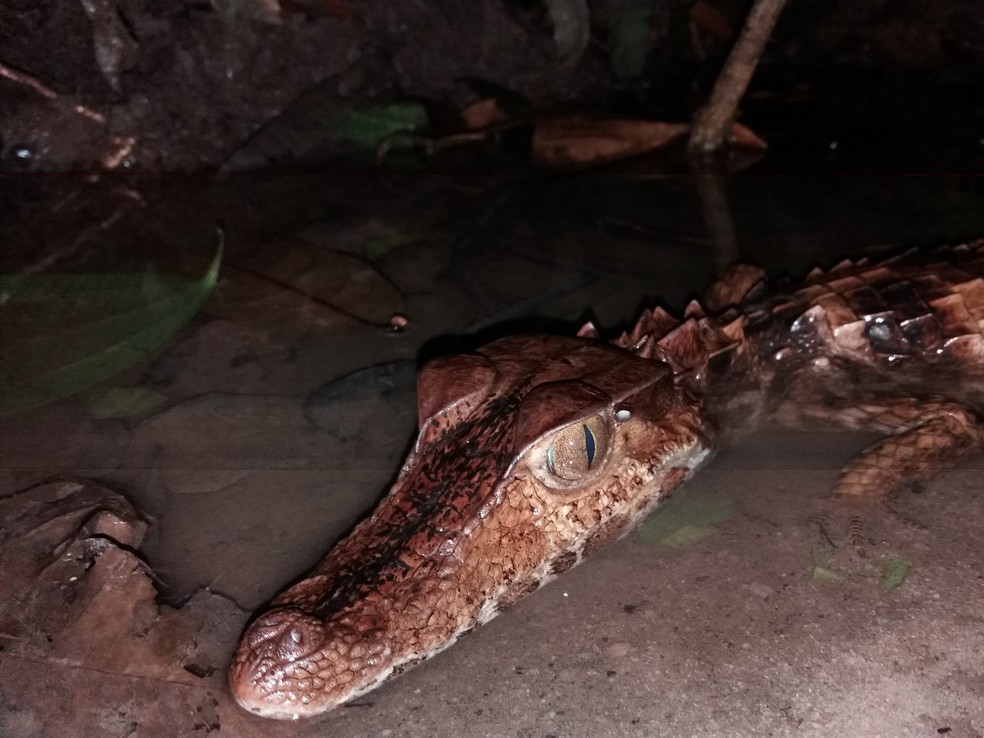Jacaré-coroa, espécie típica da Amazônia — Foto: Idamara Fernandes