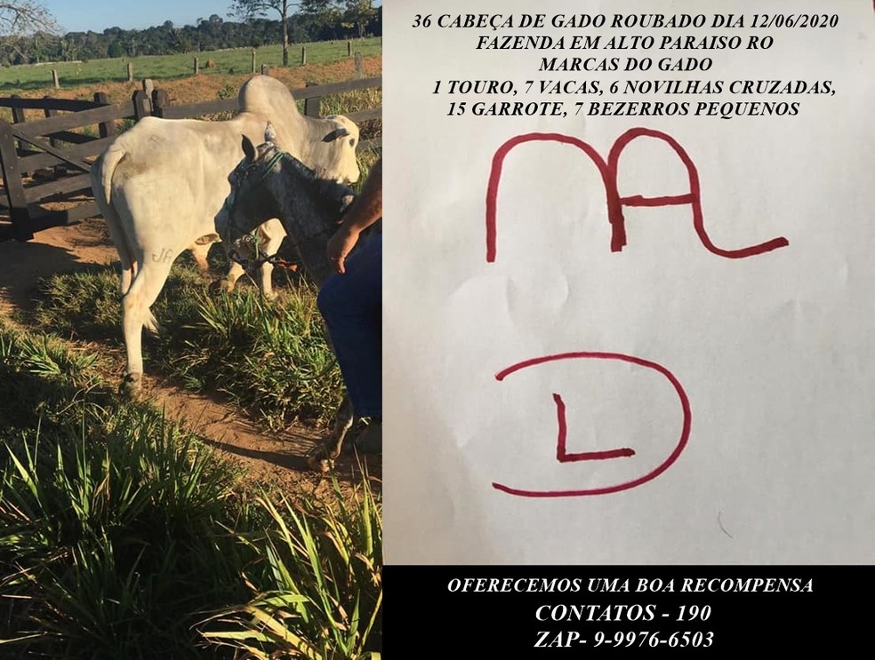 Gado foi furtado de fazenda em Alto Paraíso — Foto: Arquivo pessoal