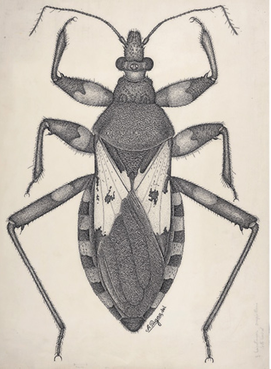 Microtomus conspicillaris (Drury, 1782); fêmea, vista dorsal