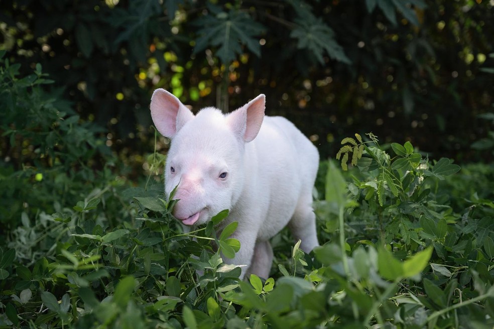 Filhote de anta no zoo de Sorocaba — Foto: Luciano Candisani/Arquivo pessoal