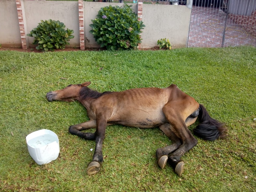 Ãgua estava caÃ­da em uma rua do bairro Uvaranas, em Ponta Grossa â Foto: ReproduÃ§Ã£o RPC