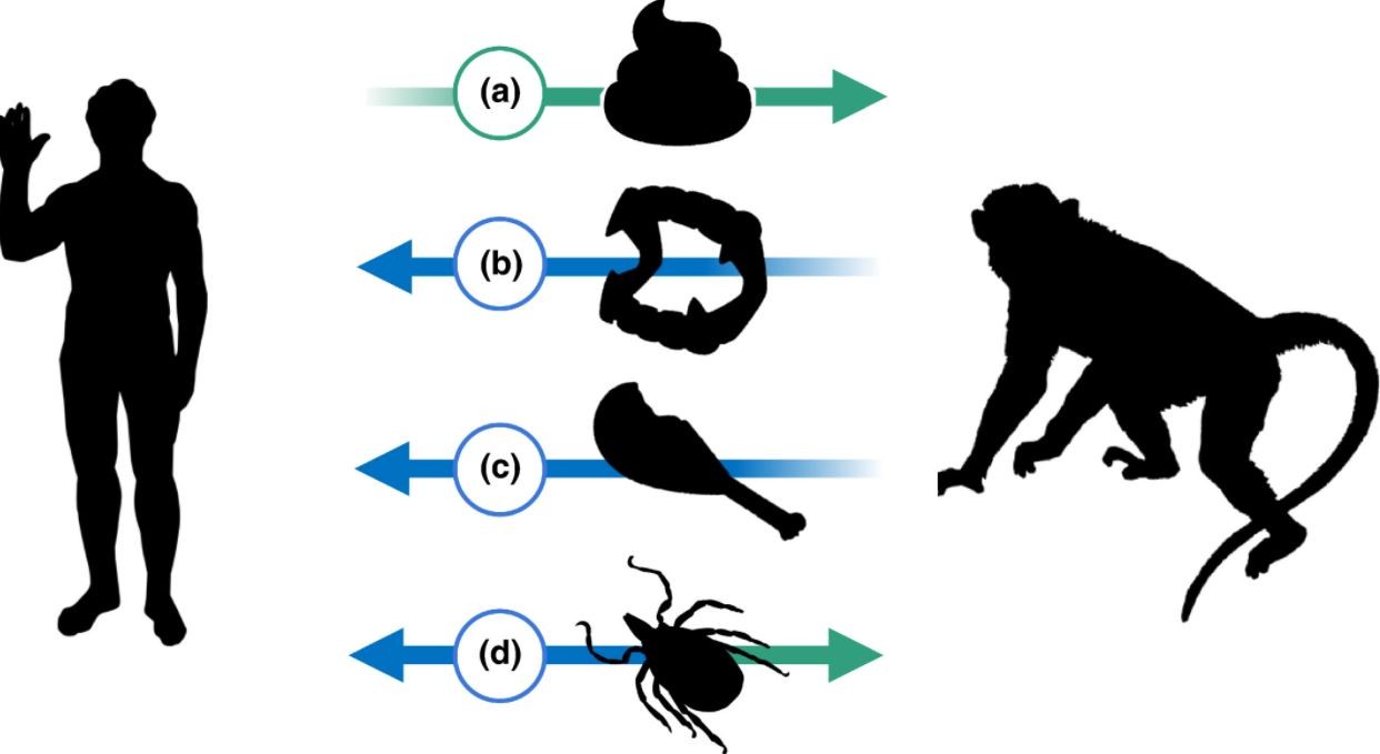 Representação de transmissão de agentes infecciosos entre humanos e primatas não humanos  (Foto: Anna C. Fagre et.al )