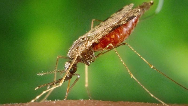 Os mosquitos Anopheles são os transmissores do protozoário causador da malária, doença considerada endêmica em partes da África e das Américas (Foto: Getty Images via BBC News)