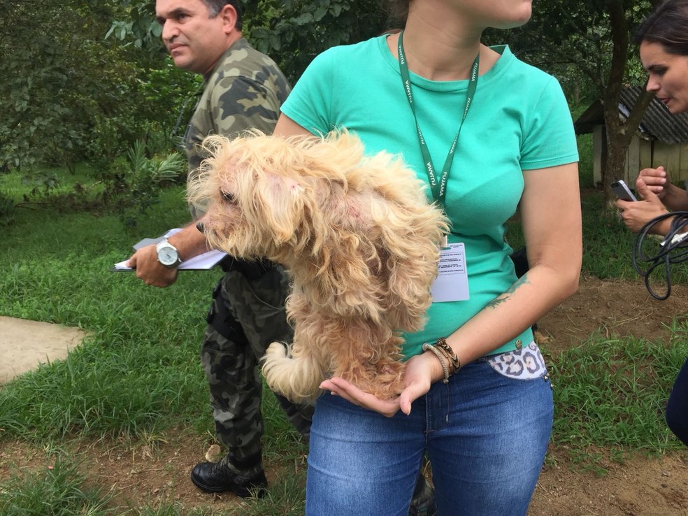 Cão é resgatado de canil em Jaraguá do Sul (Foto: Marco Antonio Mendes/NSC TV)