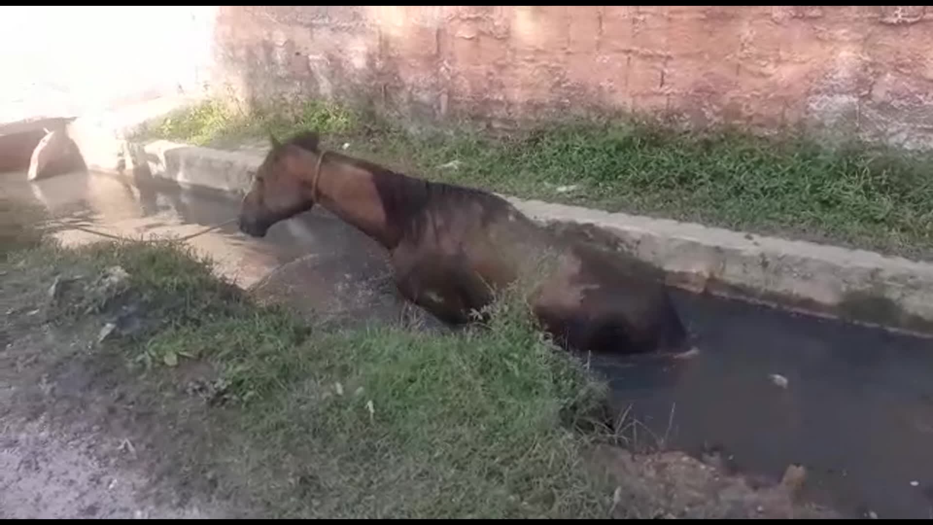 VÍDEO: Cavalo cai em canal, fica preso e consegue sair com ajuda de pessoas em Olinda