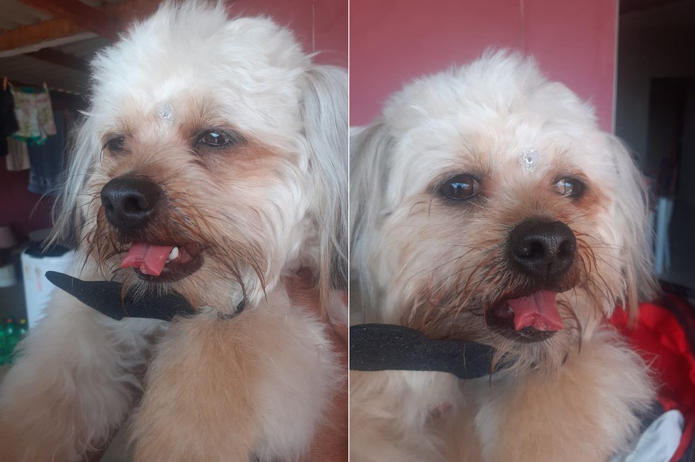 Dona registra BO após cachorro voltar de clínica veterinária com a língua cortada em Quatá — Foto: Arquivo pessoal/Viviane Celestino