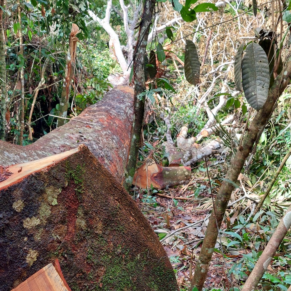 Embrapa flagra invasão de madeireiros ilegais em área de floresta nativa. — Foto: Reprodução / Embrapa