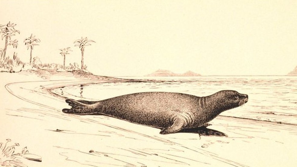 A foca-monge-do-caribe mamÃ­fero foi marinho que nadava pelas correntes do Golfo do MÃ©xico foi declarado extinto em 2008 â Foto: NOAA