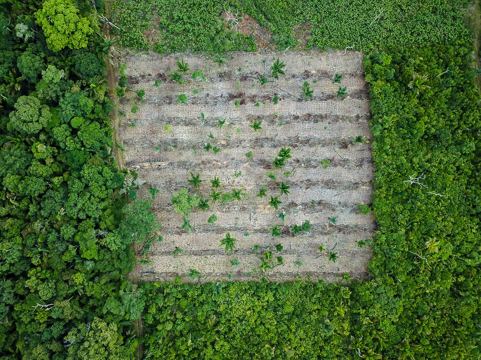 Sistema de agrofloresta, que prevê plantio sustentável de alimentos — Foto: Ascom IJUS/Divulgação