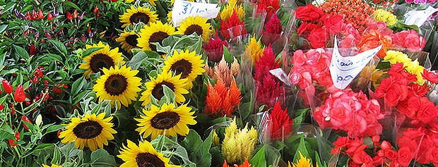 A Ceagesp é famosa por suas diversas opções de flores (Foto: Flickr/Nathalia Resende)