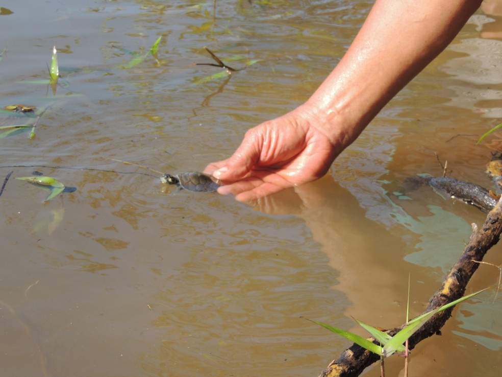 Tartarugas foram soltas em rio  — Foto: Divulgação/Naturatins