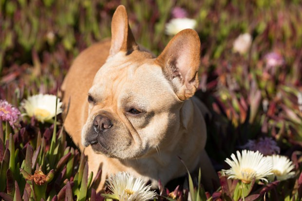 "Frenchie" Puppy Male sitting in California Coastal Vegetation. (Foto: Getty Images/iStockphoto)