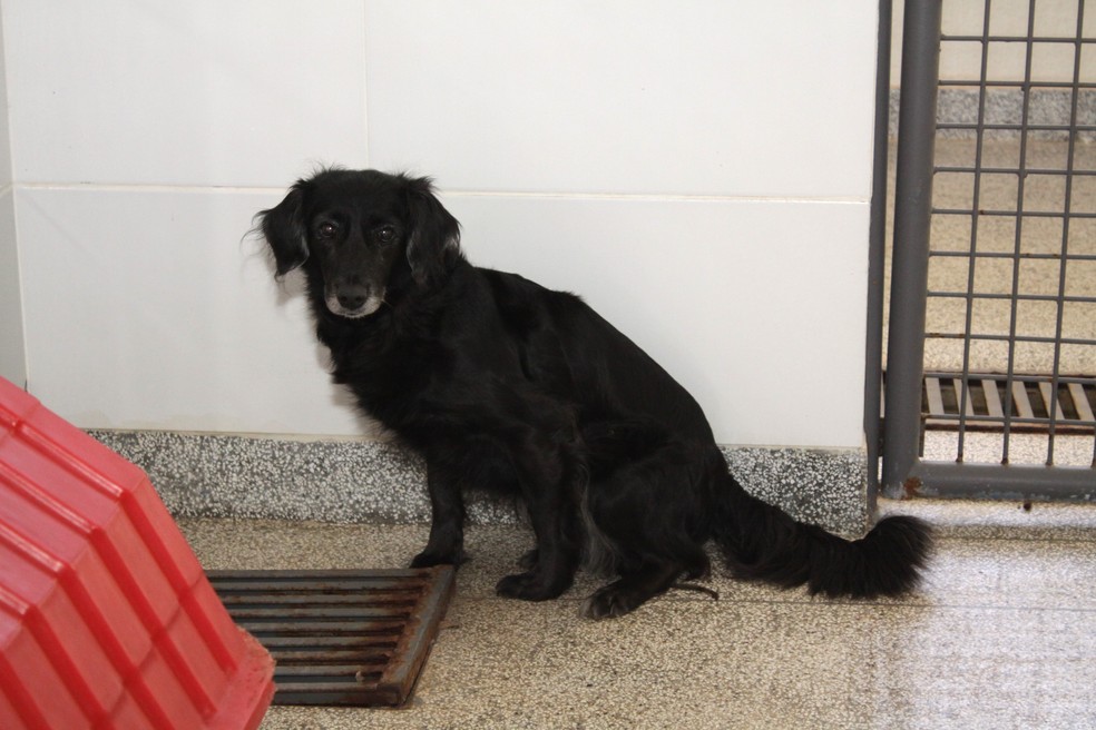 Cachorro disponível para adoção — Foto: Foto: Agência Brasília