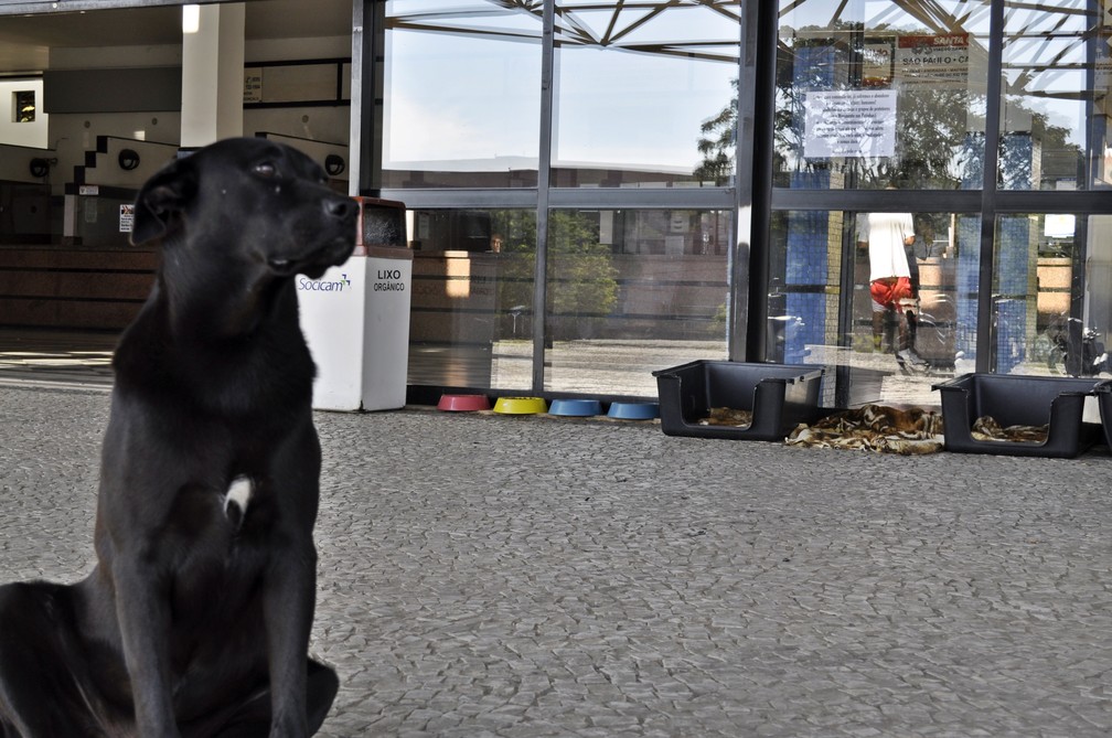 Atualmente, dois cães aguardam por adoção na rodoviária de Poços de Caldas (MG) — Foto: Camilla Resende/G1