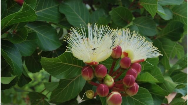 Flor do pequizeiro na floresta nacional do Araripe, no Ceará (Foto: LETO SARAIVA ROCHA / BANCO DE IMAGENS EMBRAPA)
