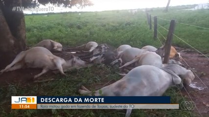 Raio mata gado em fazenda localizada em Taipas, no sudestes do Tocantins
