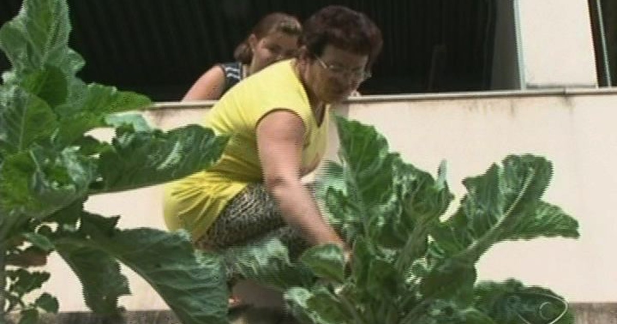 G1 - Pé de couve cultivado em Venda Nova, no ES, ultrapassa três metros ...