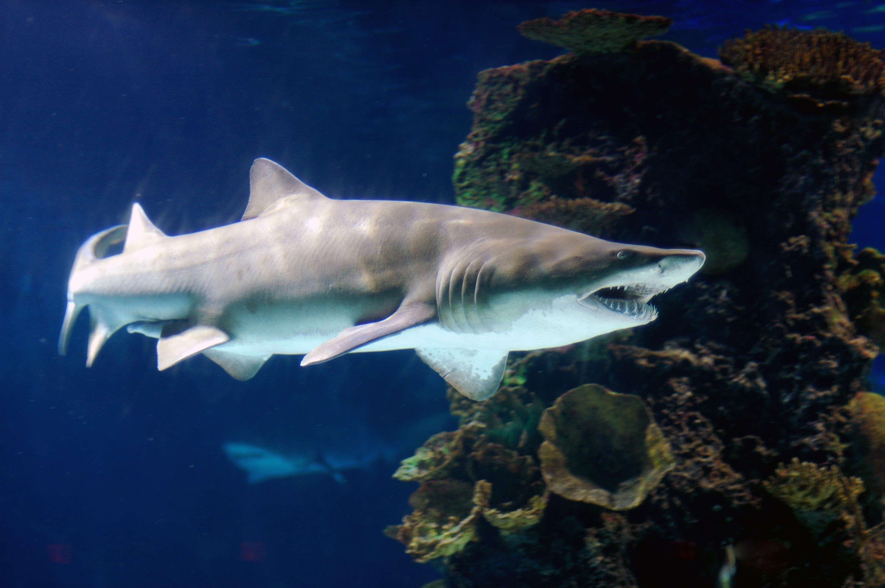 tubarão-touro (Foto: wikimedia commons)