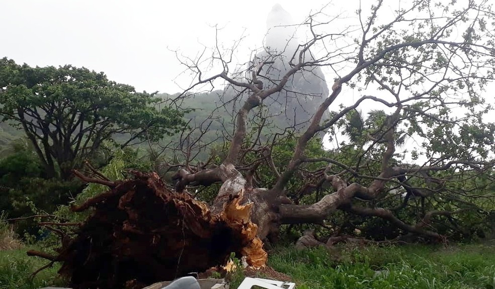 Arvore Cai E Assusta Moradores De Noronha Viver Noronha G1 Árvore caída é um objeto isso pode ser encontrado em gorgrond, agulhas de arak, vale da lua negra e 2 áreas adicionais do world of warcraft. cai e assusta moradores de noronha