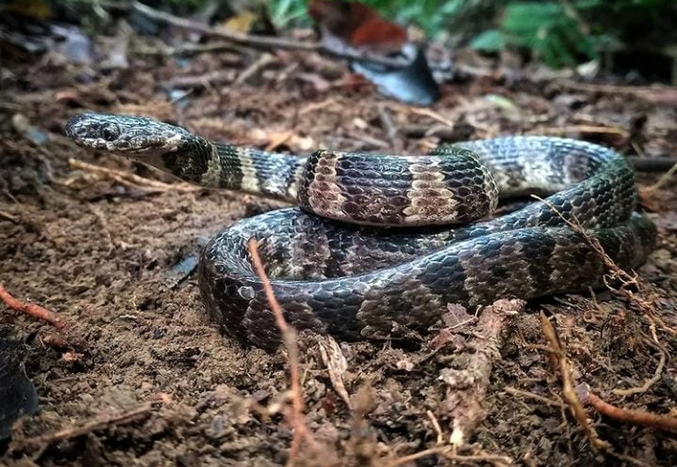 Cobra dormideira não é peçonhenta e foi resgatada do capô de carro — Foto: Thiago Malpighi