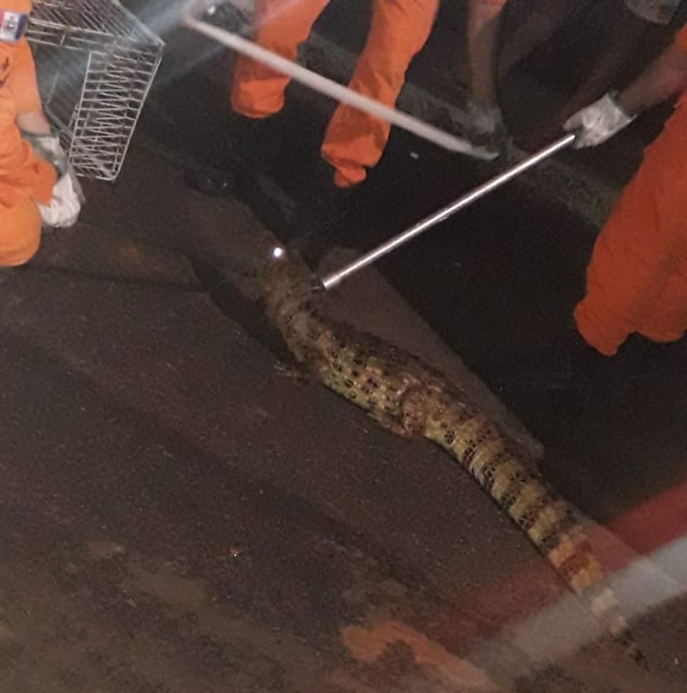 Jacaré é capturado em rua na cidade de Santana do Ipanema, AL — Foto: Ascom/Bombeiros
