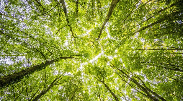 floresta, natureza, árvore, um só planeta, sustentabilidade, sustentável, reciclar (Foto: Reprodução/Pexel)