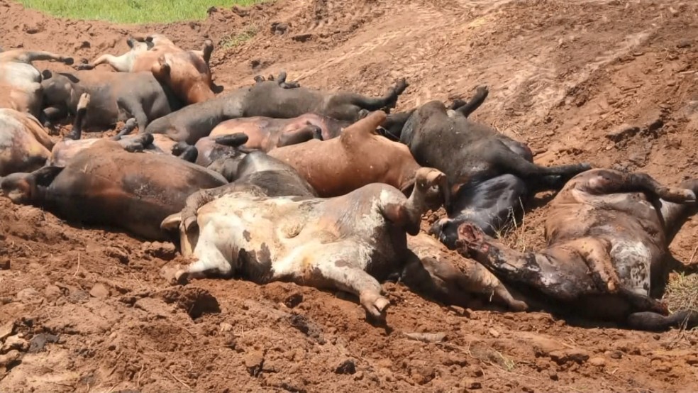 Bois morrem eletrocutados em tempestade, em Ecoporanga, no ES  — Foto: Reprodução/ TV Gazeta 