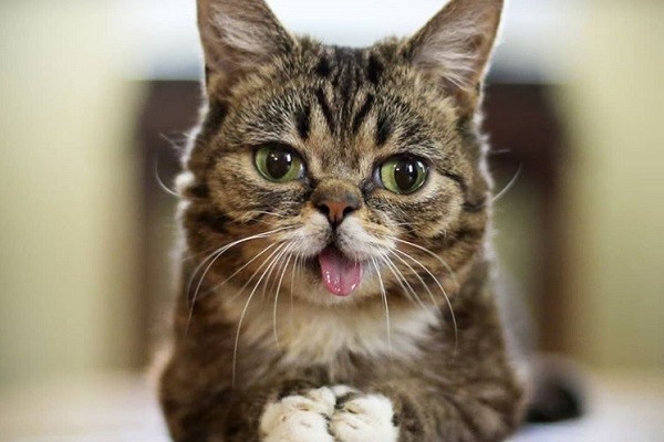 O gato Lil Bub fez sucesso na internet nos últimos anos (Foto: Instagram)