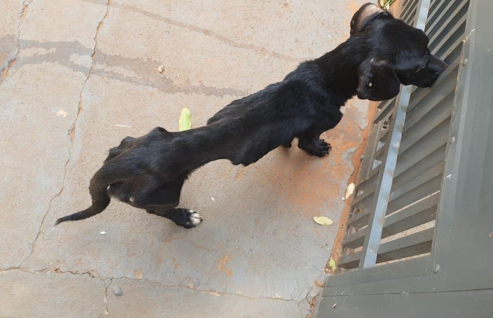 Cães estavam situação de extrema magreza em Birigui (SP) — Foto: Polícia Militar Ambiental/Divulgação
