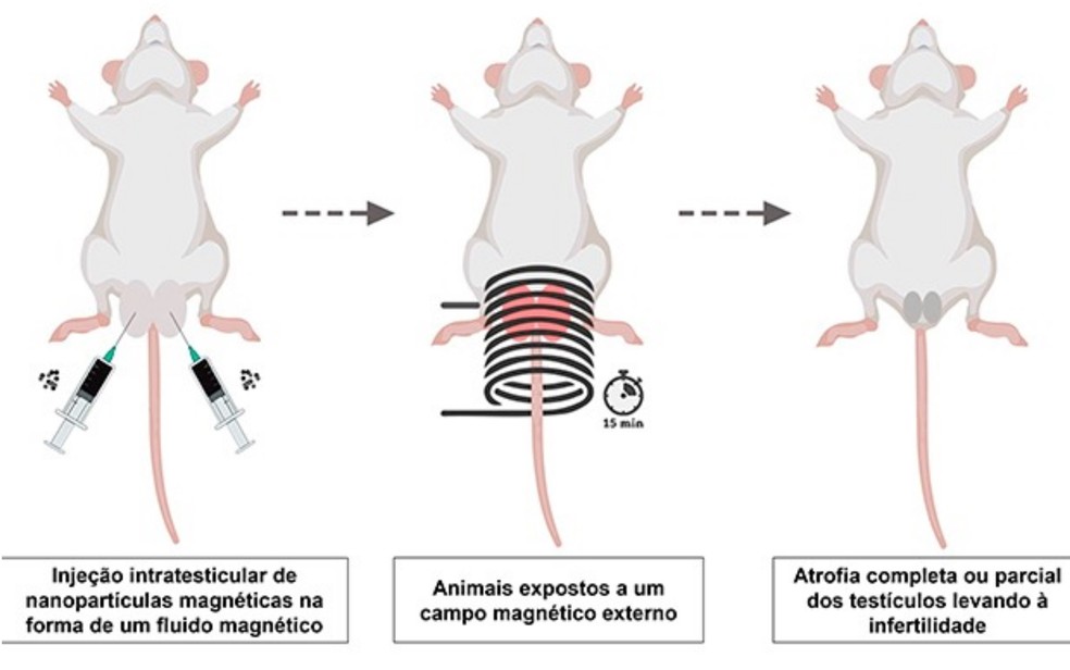 Procedimento de castração sem cirurgia em ratos — Foto: Reprodução/Jivago et al. Pharmaceutics 2021