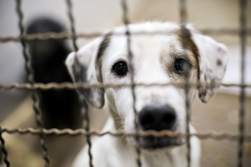 Zoonoses do Distrito Federal tem 83 animais aptos para adoção — Foto: Breno Esaki/Agência Saúde